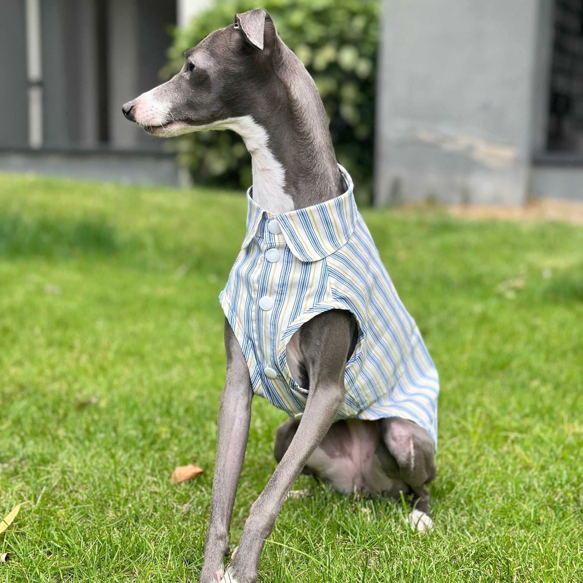 Ultra Light Cooling Italian Greyhound Tank Shirt