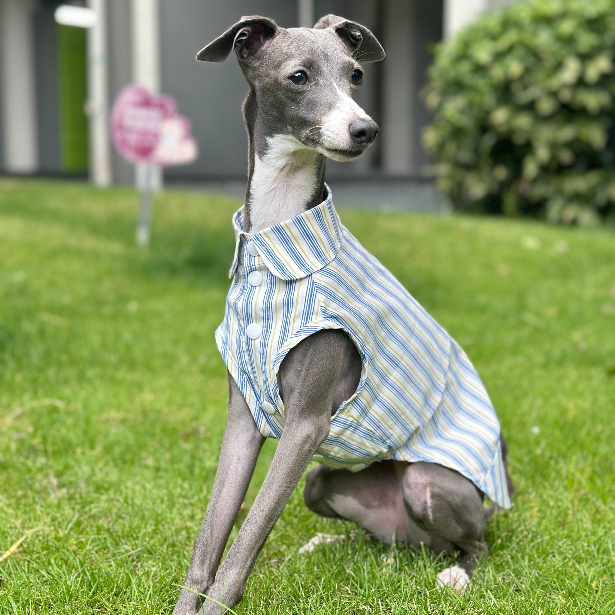 Ultra Light Cooling Italian Greyhound Tank Shirt