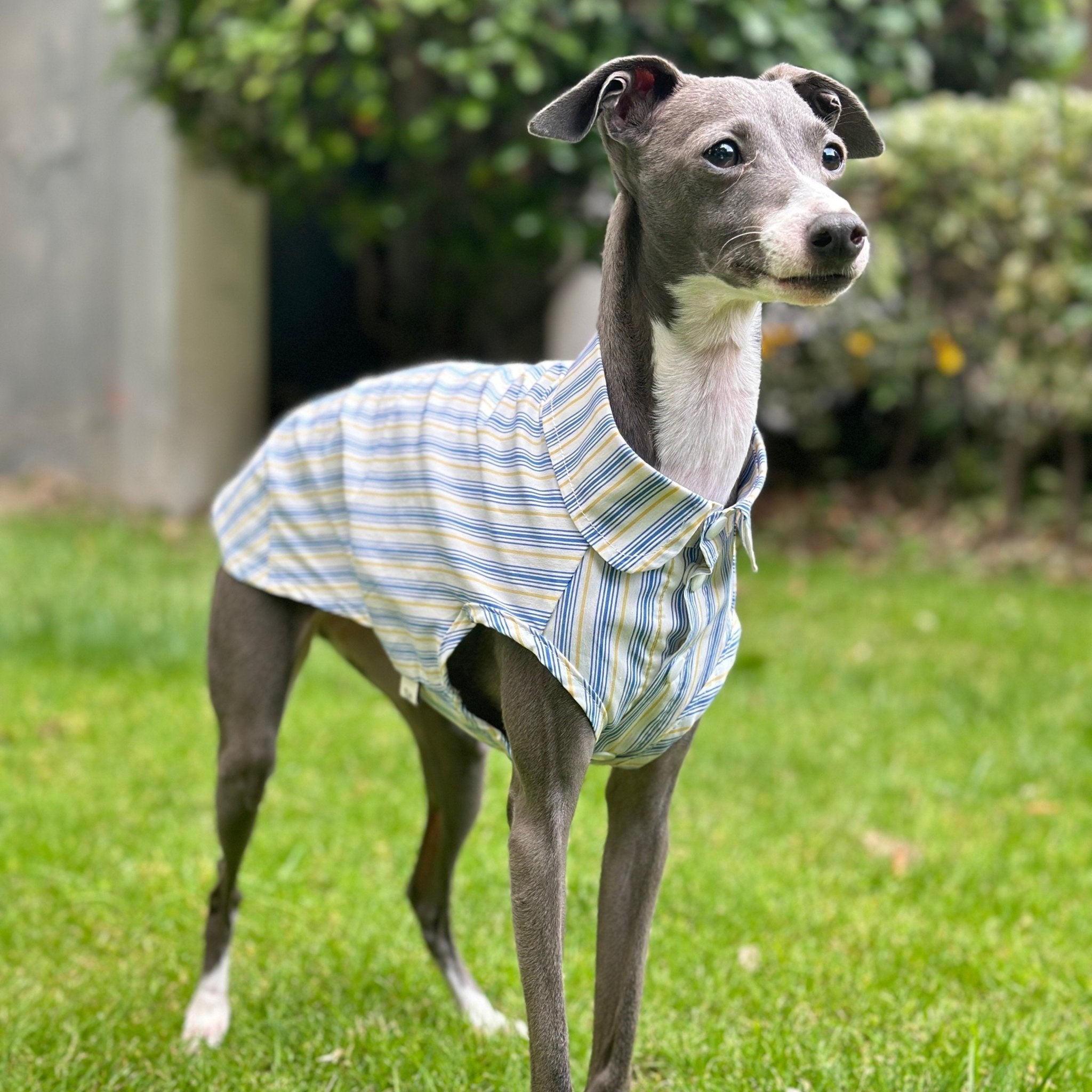 Ultra Light Cooling Italian Greyhound Tank Shirt