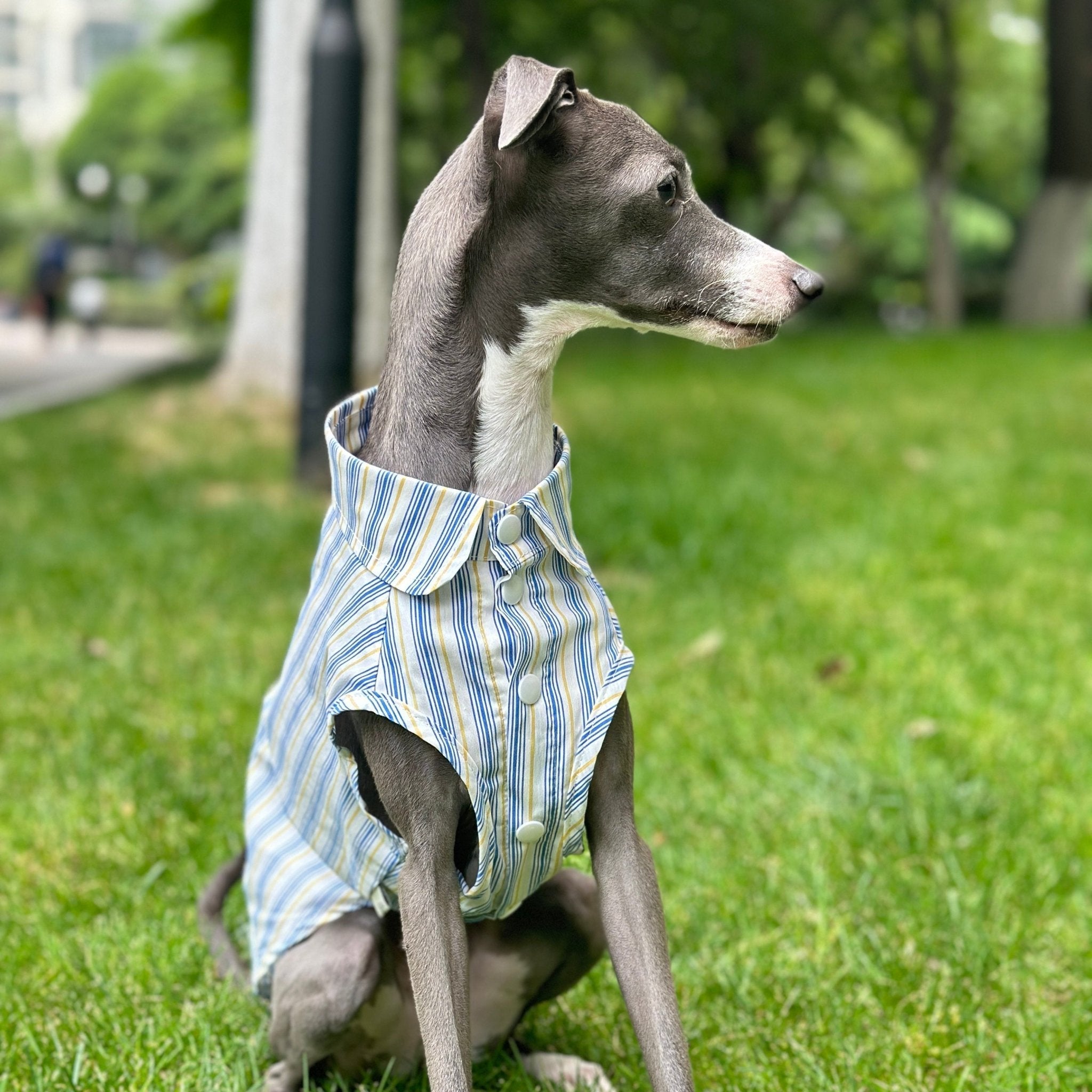 Ultra Light Cooling Italian Greyhound Tank Shirt