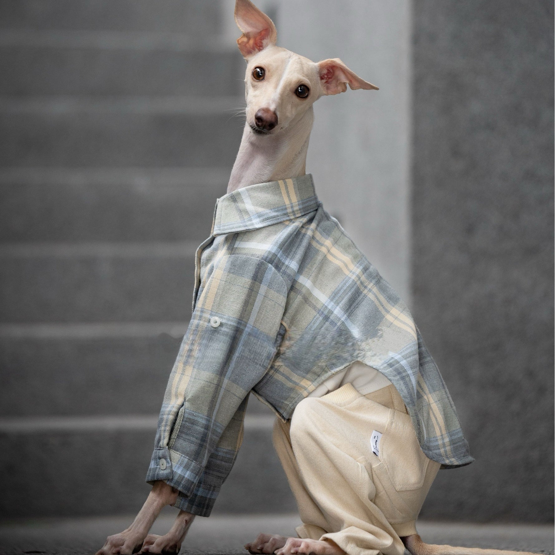 Vintage Soft Plaid Italian Greyhound Shirt