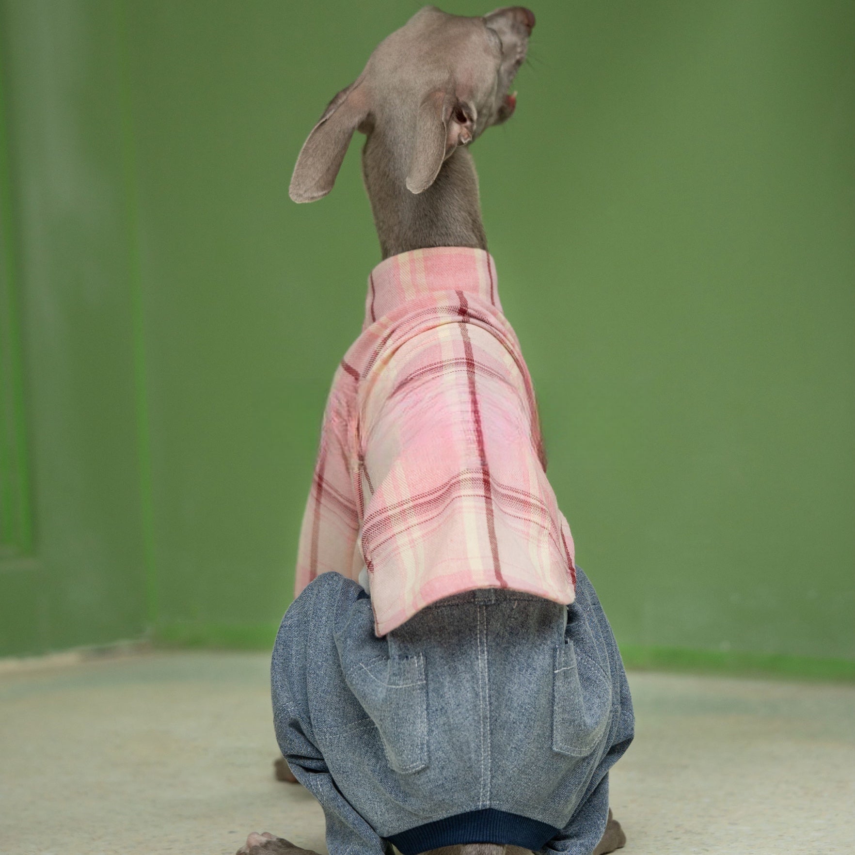 Vintage Soft Plaid Italian Greyhound Shirt