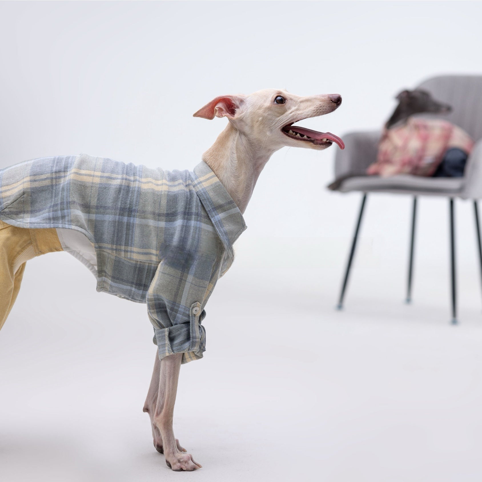 Vintage Soft Plaid Italian Greyhound Shirt