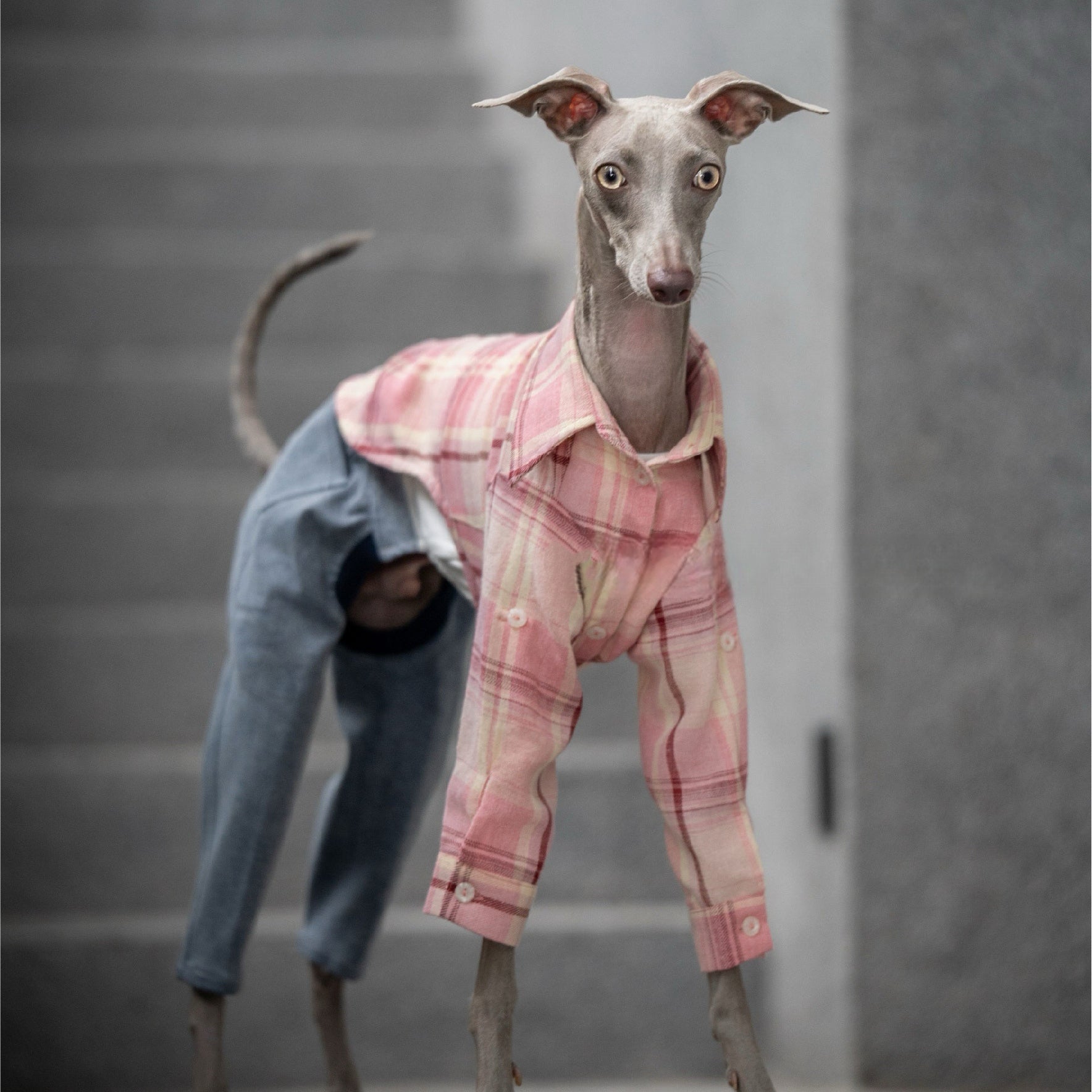 Vintage Soft Plaid Italian Greyhound Shirt