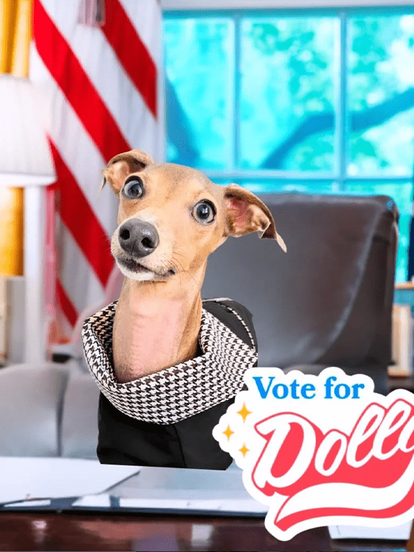 Windproof Italian Greyhound Dog Cloak